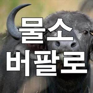 물소 뜻